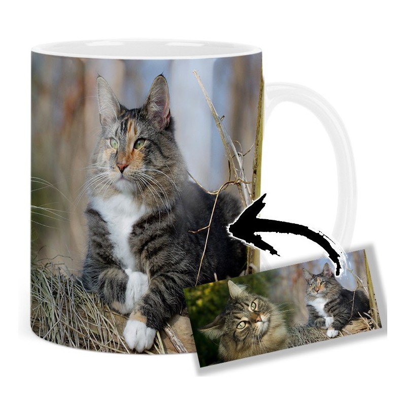 Norwegian Forest Cat Mt Tasse