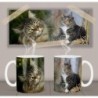 Norwegian Forest Cat Mt Tasse